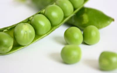Continued growth of Global market for pea proteins