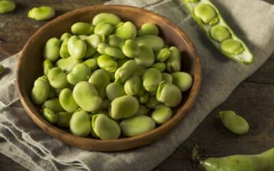 What is fava bean protein isolate?